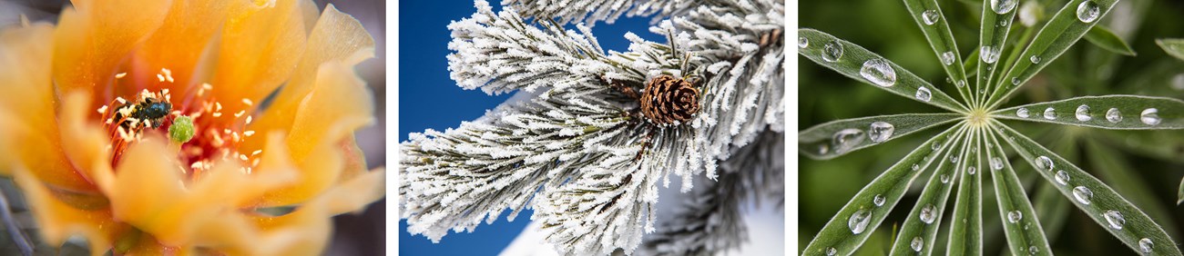 3 photos in a row. Left: extreme close up of a creamy orange many petaled flower Middle:frosted covered tree needles Right: Close up of raindrops on a green leafed plant