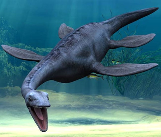 Illustration of a plesiosaur in life, swimming underwater