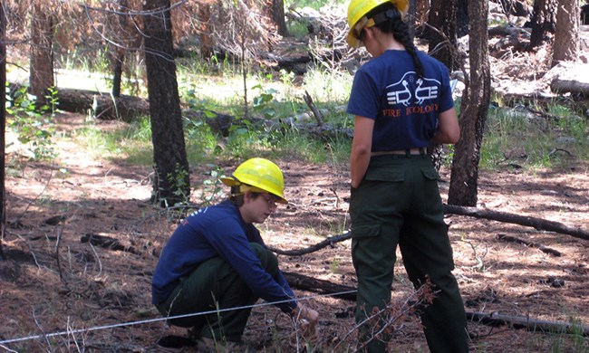 Plot monitoring at Bandelier National Monument Two members of fire staff in burned area with tape measure.