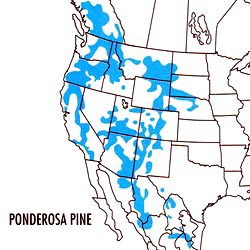 Map showing areas in which ponderosa pines live in the western US, Canada, and Mexico.