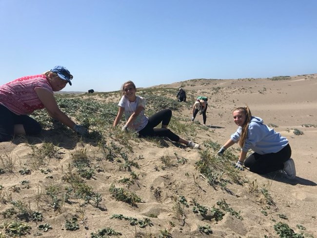 Volunteers assist with invasive plant removal at Point Reyes National Seashore.
