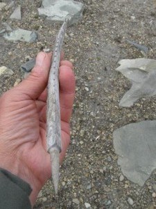 Image of hand holding a barbed projectile point made of antler.