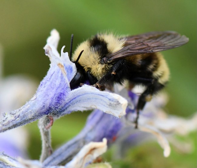 Bumble bee pollinating a purple flower