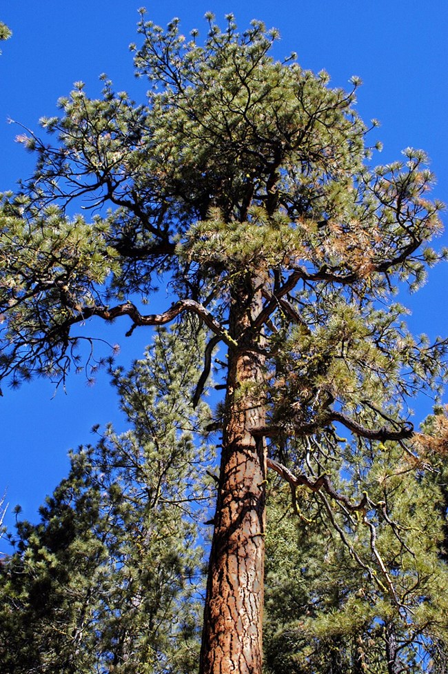 Ponderosa Pine Tree