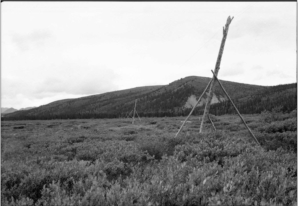 power 3 large wood tripods in a tree-less meadow