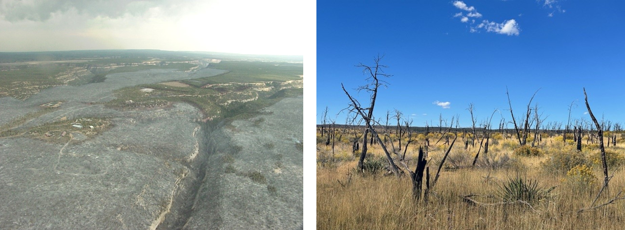 Long Mesa Fire Photo looking down and into the distance that shows a burned areas that appear grayish, and green non-burned areas. Photo showing habitat with dead standing trees of relatively short height, brown grasses, and a few types of shrubs.