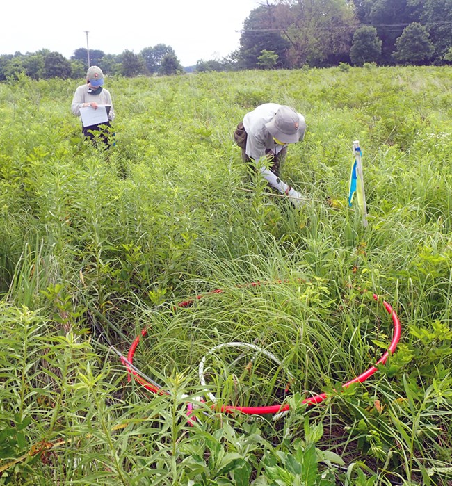Two scientists with a circular plot form, a measuring tape, and a clipboard looking at plants in a prairie
