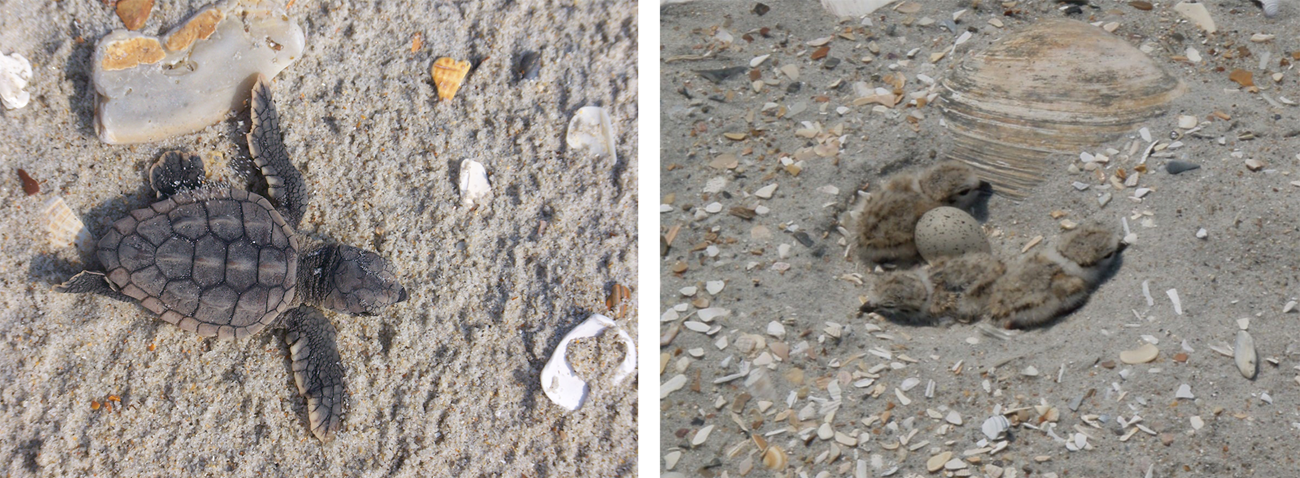 2 photos. A small sea turtle on sand surrounded by seashell fragments. Three small chicks next to an egg in the sand surrounded by seashell fragments.