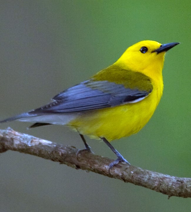 A yellow bird with dark wings perched on a branch