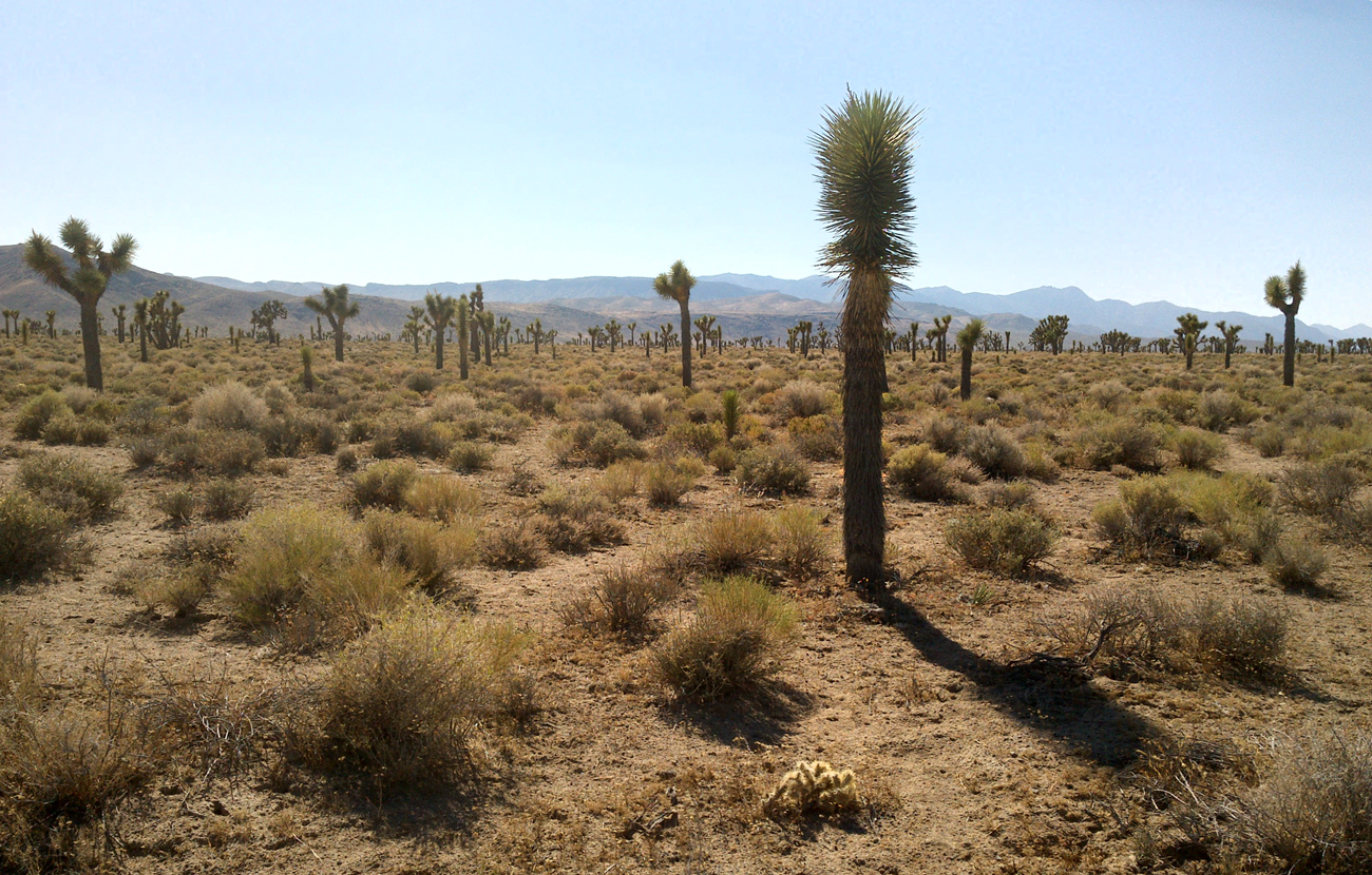 A desert landscape featuring numerous Joshua trees scattered across an arid plain, with sparse shrubs and distant mountain ranges under a clear blue sky.