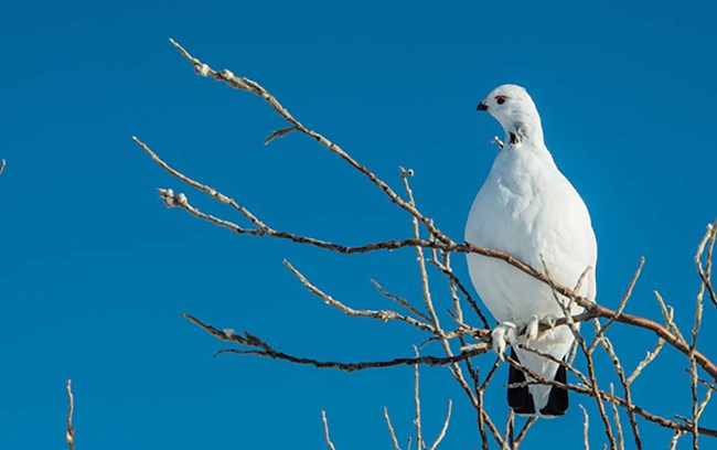 ptarmigan A white ptarmigan sites on a branch with blue sky behind it.