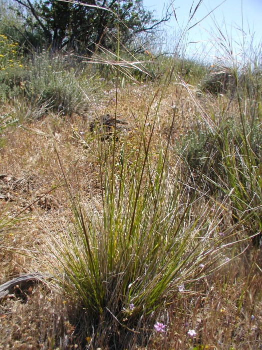 A dense clump of purple tussockgrass