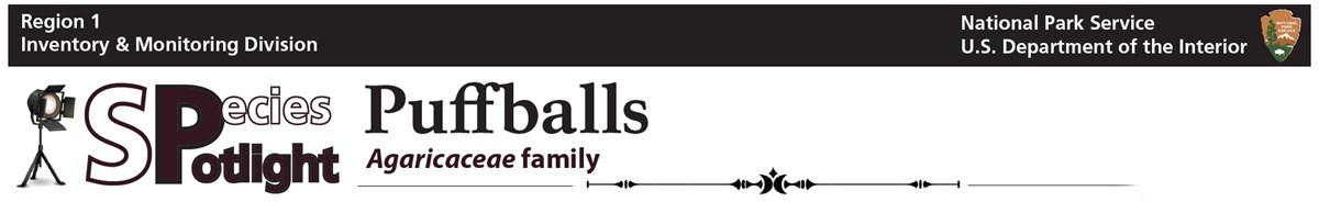 puffball banner Spotlight banner
