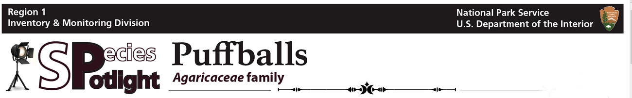 puffball ban puffball ban