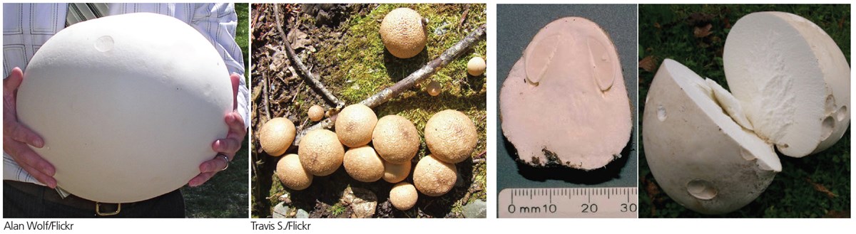 puffball pics puffball pics