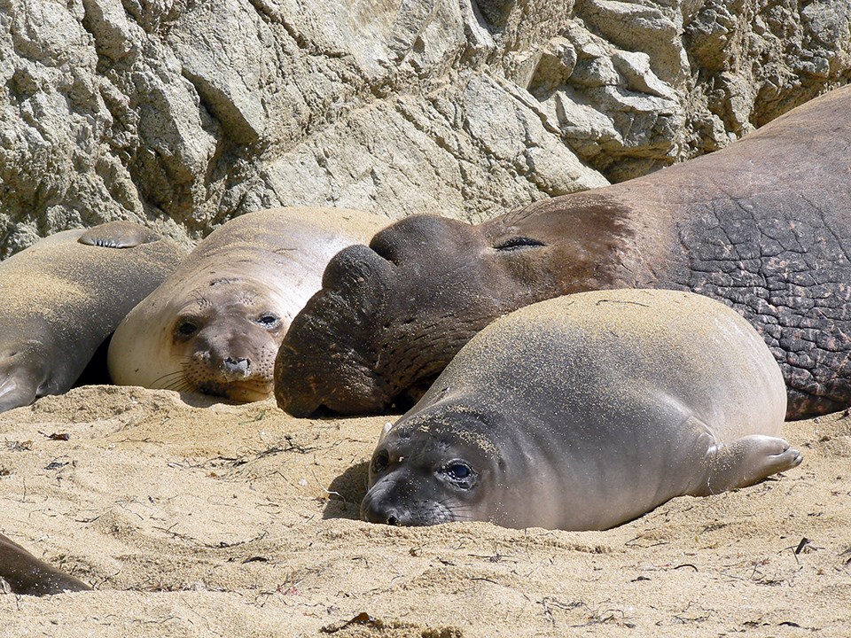 Weaned elephant seal pups with a sleeping bull elephant seal at Point Reyes National Seashore.