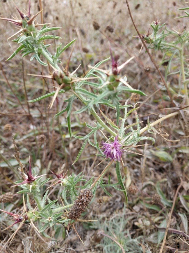 Close up of purple starthistle.