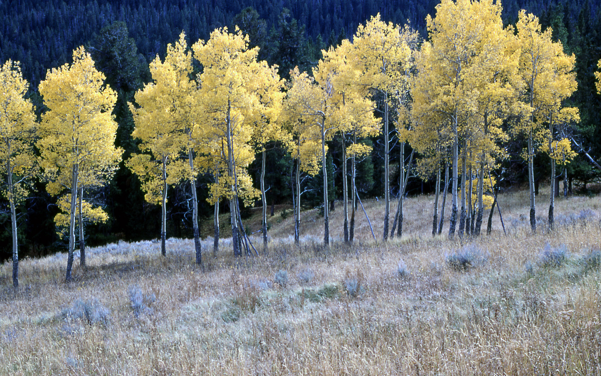 Aspen trees in Lava Beds NM