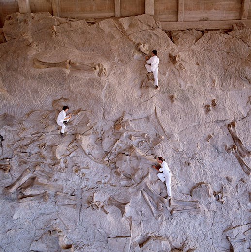 Quarry wall of bones at Dinosaur National Monument