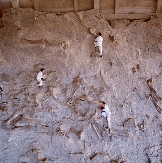 quarry wall Quarry wall of bones at Dinosaur National Monument