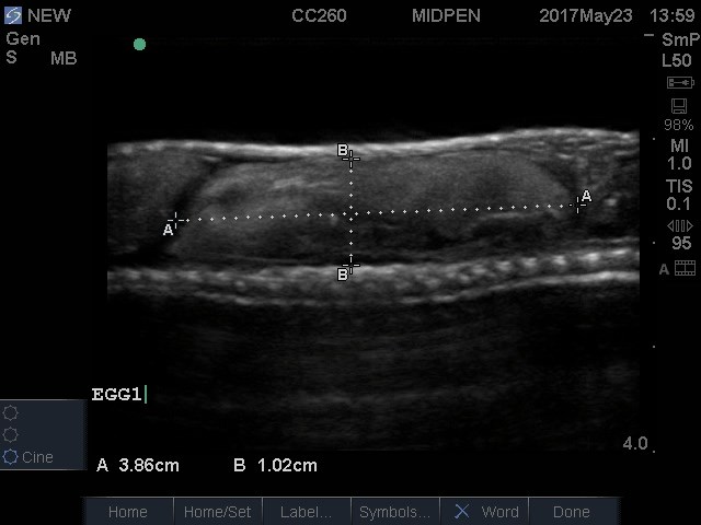 Ultrasound image of an egg still inside of a snake