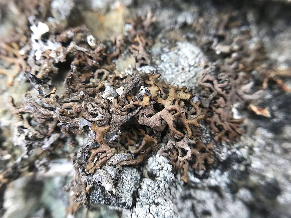 Island tube lichen. © catchang Close-up of lichen