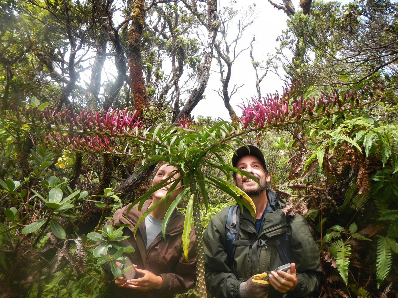 Two observers admire a rare flowering Trematolobelia wimmeri
