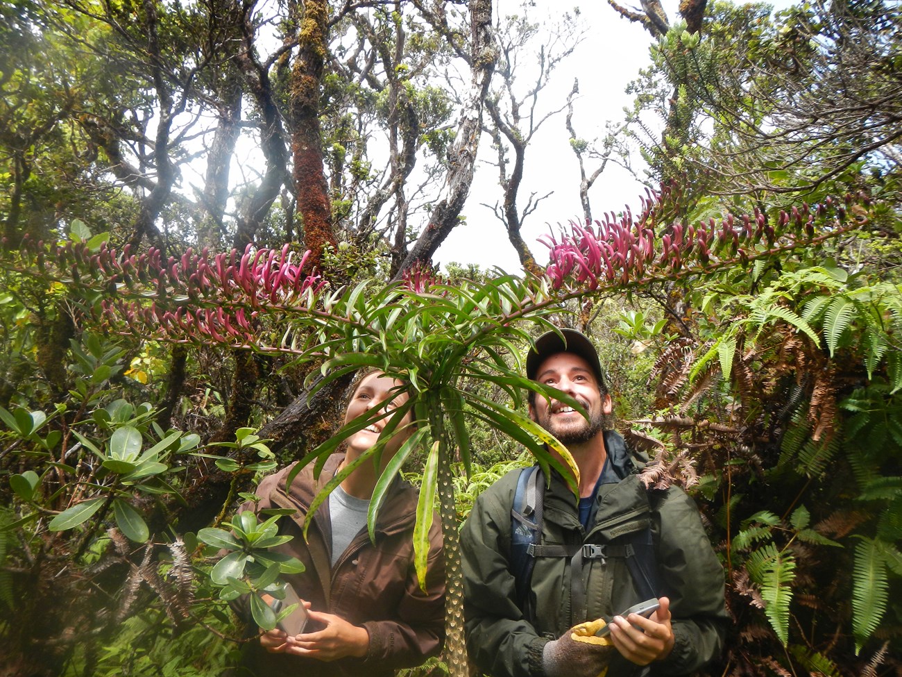 Two observers admire a rare flowering Trematolobelia wimmeri Two observers admire a rare flowering Trematolobelia wimmeri