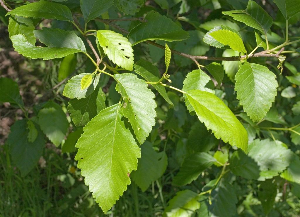 Red alder leaves