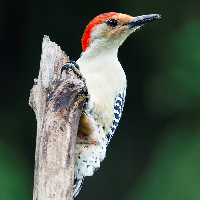 Red-bellied Woodpecker A bird with a white breast, black and white striped wing feathers, a red head and black, long bill
