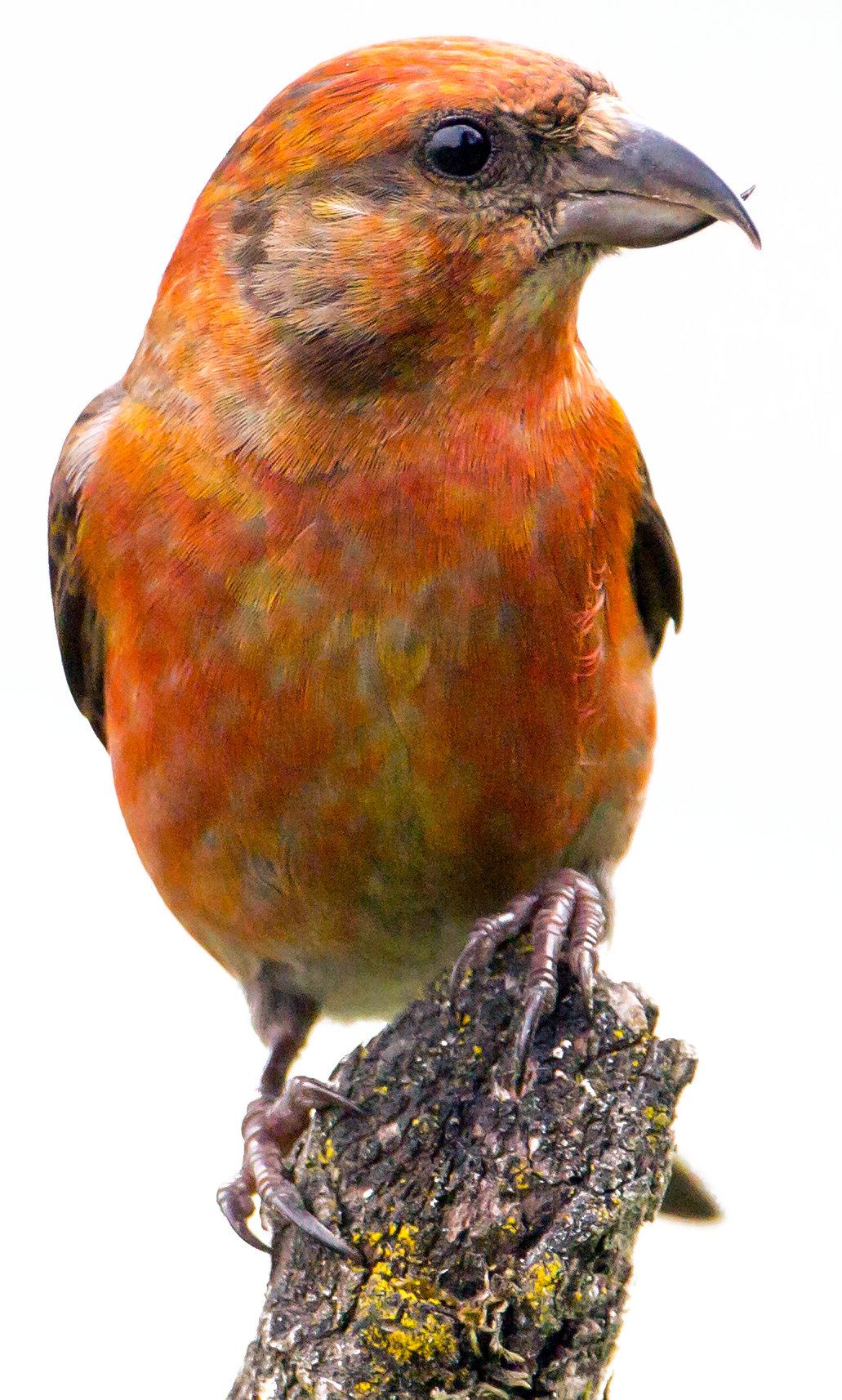 Red Crossbill