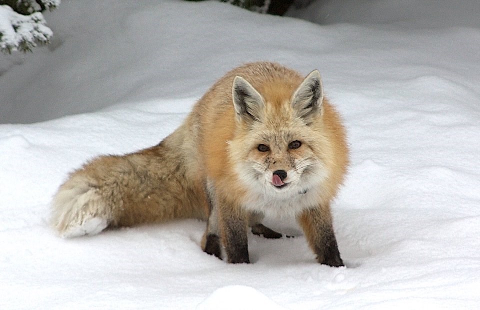 Cascade Red Fox A red fox licking its nose crouches in the snow.