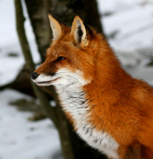 kaste støv i øjnene Original Siege Species Spotlight - Red Fox (U.S. National Park Service)