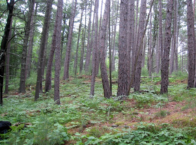 Red and white pines with vegetation beneath on the forest floor.