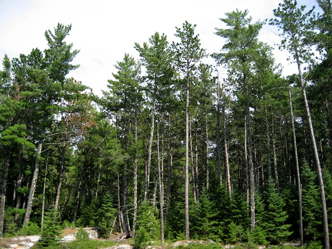 Crowded stand of red and white pine trees.