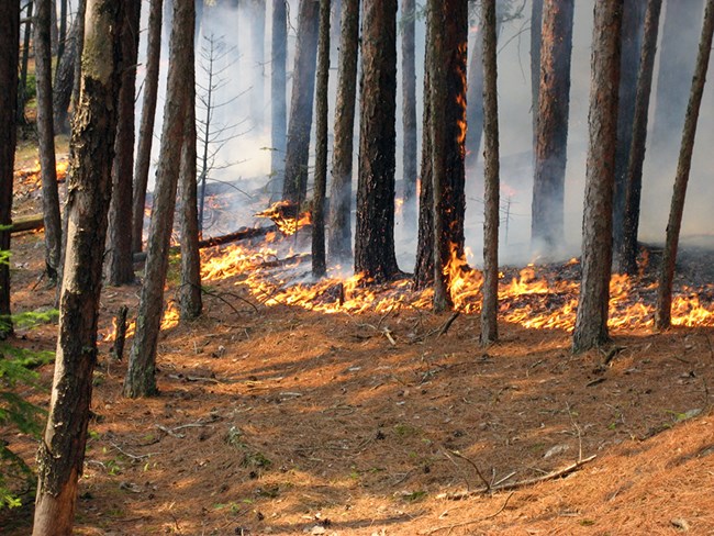 Small flames consume dead pine needles on the ground beneath red and white pine trees.