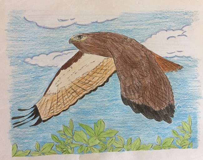 red-tailed hawk colored in A photo of the complete craft: a hawk colored in with crayons of different shades of brown, the sky colored blue and leaves colored green