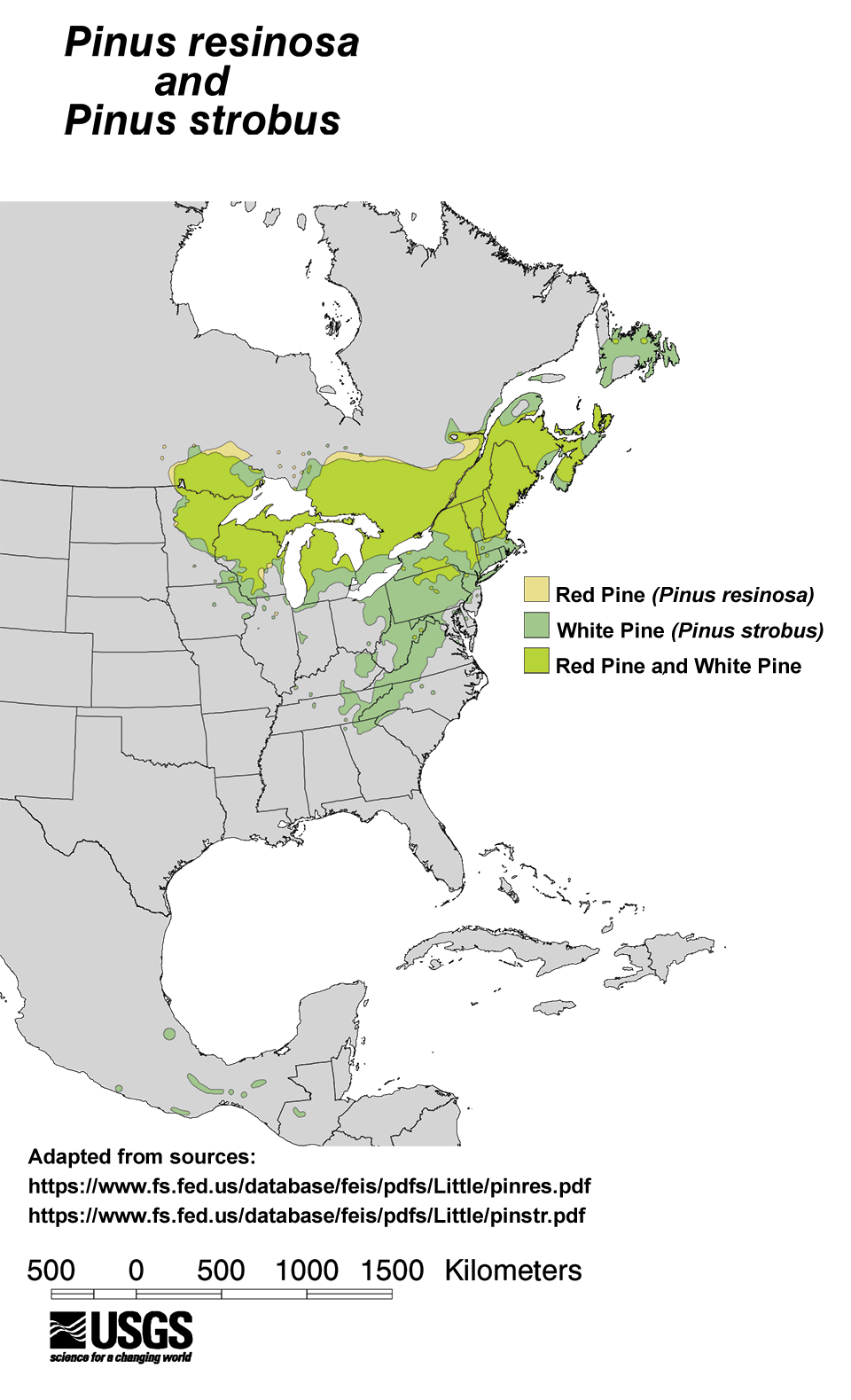 Distribution map of red pine and white pine in mostly the north and eastern portions of the United States and into Canada. Scattered instances in the South and Mexico. Distribution map of red pine and white pine in mostly the north and eastern portions of the United States and into Canada. Scattered instances in the South and Mexico.