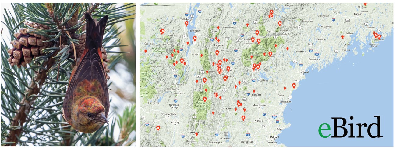 On left: a Red Crossbill hangs from a conifer tree. On right: a map of the northeast US shows many red dots that indicate red crossbill sightings.