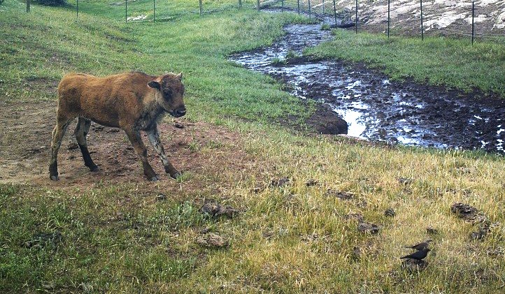 Young bison calf on a grassy area near spring, watching a bird.