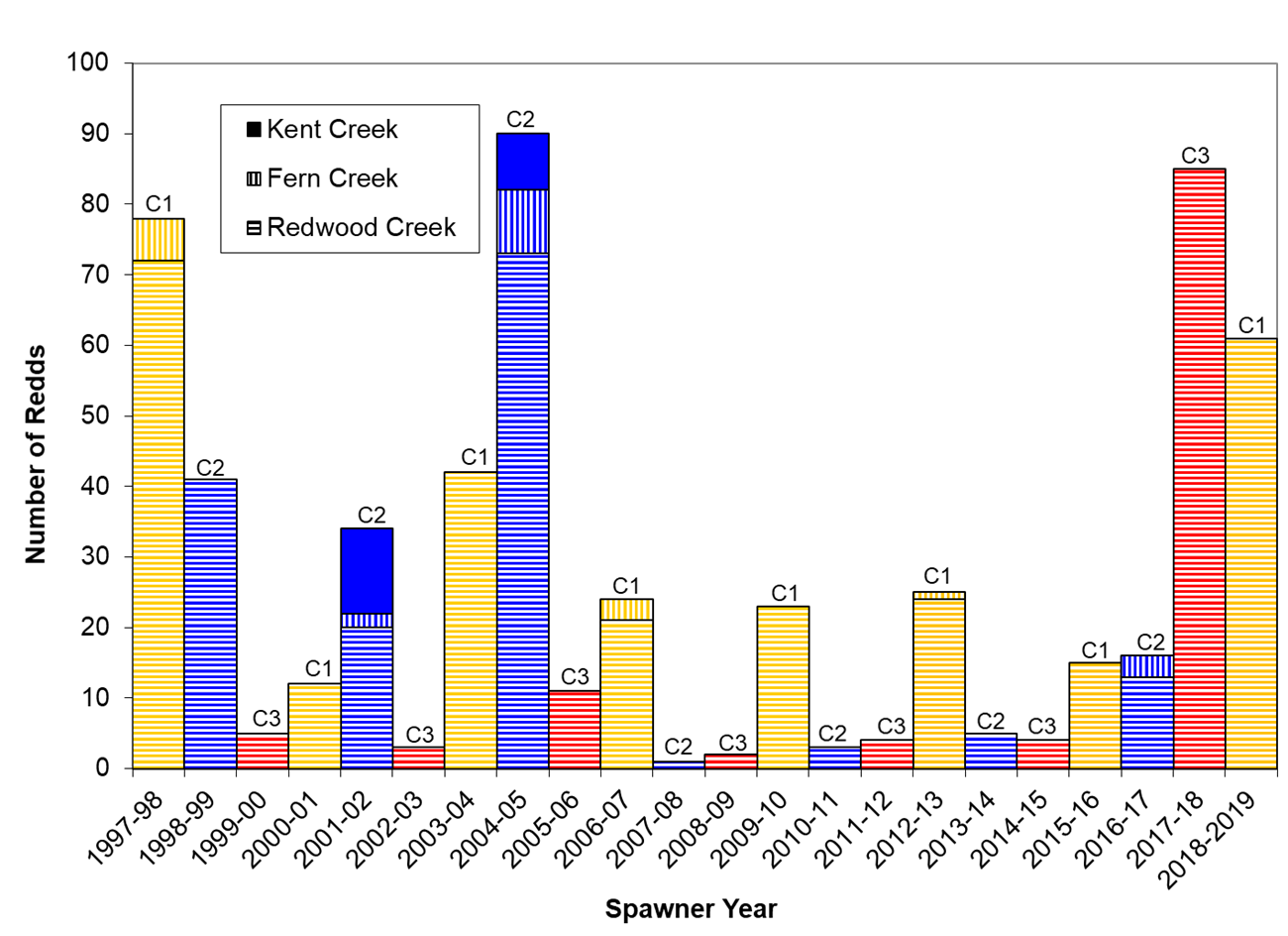 Bar graph of coho redd counts since 1997-98 showing that this winter's cohort produced a dramatically more redds than it ever has since monitoring began (due to the release of captive-reared fish)