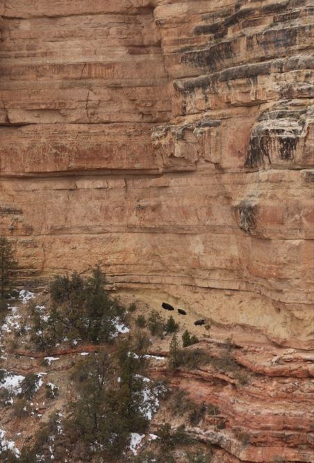 Three bison below a steep rock ledge