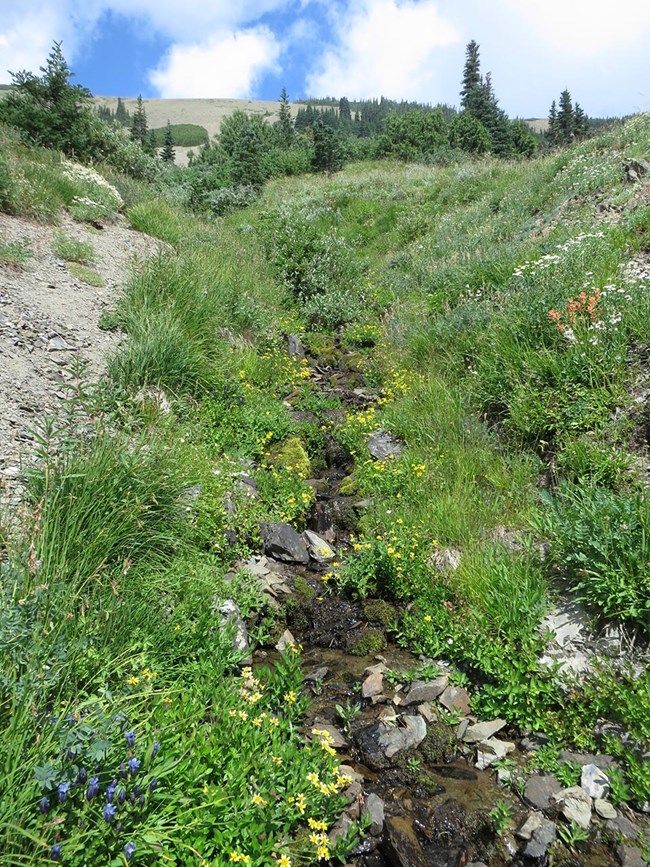 Riparian pollinator habitat Wildflowers and greenery around a small, rocky stream.