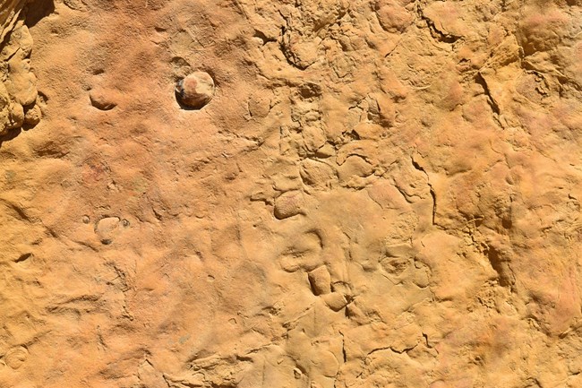 bivalve fossils in sandstone close up view