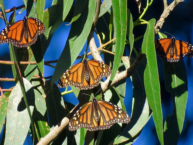 Monarch butterflies Four monarch butterflies resting among eucalyptus leaves
