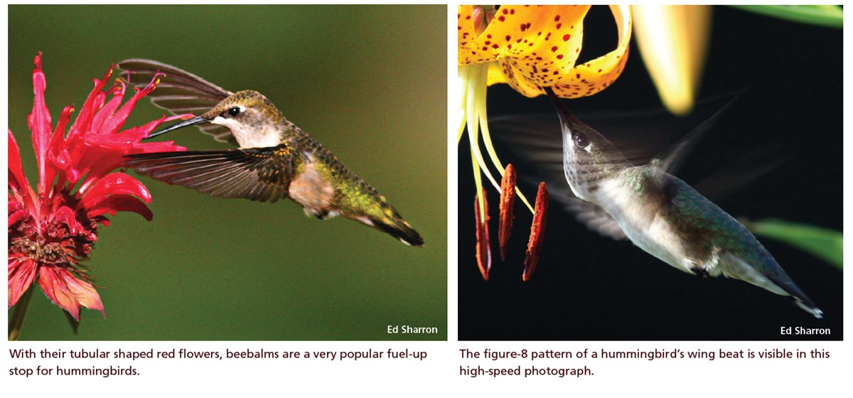 Graphic showing two images of hummingbirds in flight.