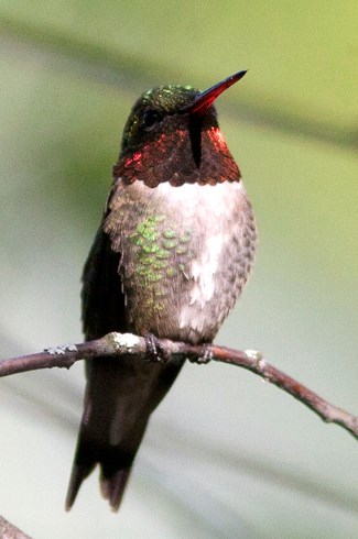 A ruby throated hummingbird perches on a branch.
