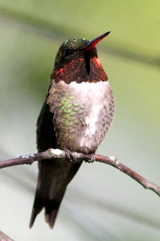 A male Ruby-throated Hummingbird perches on a branch. A ruby throated hummingbird perches on a branch.