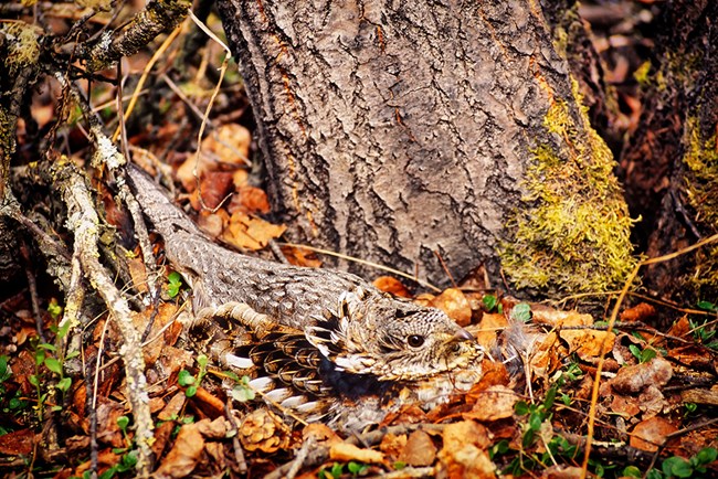 Ruffed Grouse hen sitting on her nest in the forest.