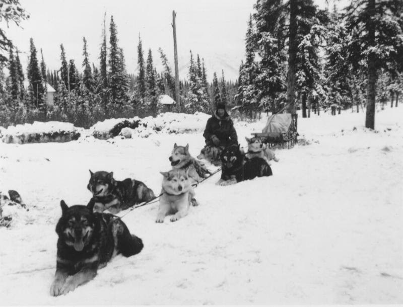 a man kneeling by a team of sled dogs in a snowy forest